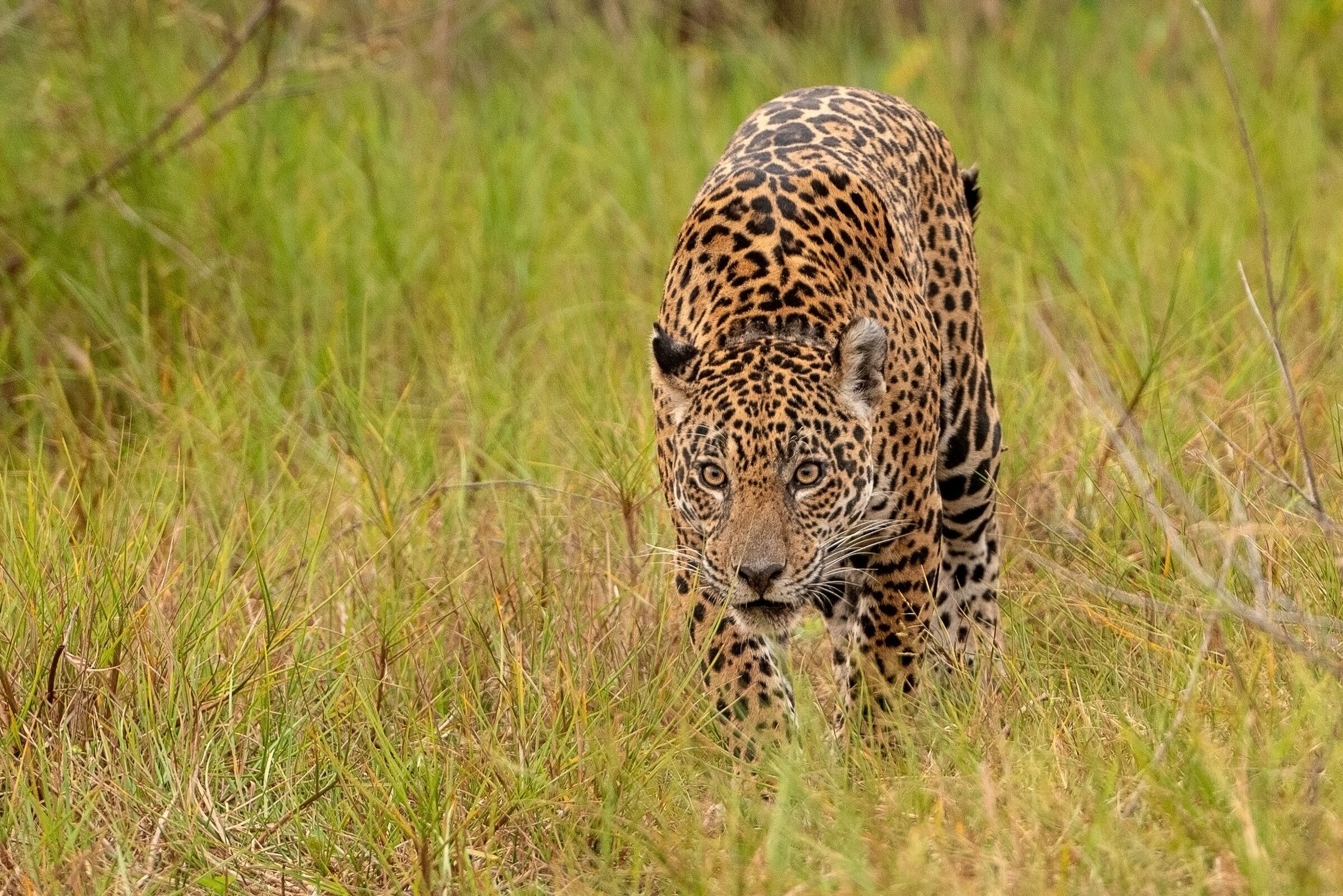 Foto de LUCIANO JUSTINIANO 2