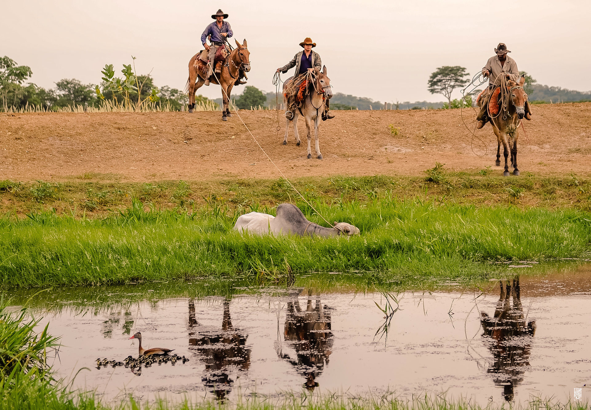 Peão boiadeiro conduzindo gado nelore em fazenda - Pantanal Sul, Pulsar  Imagens
