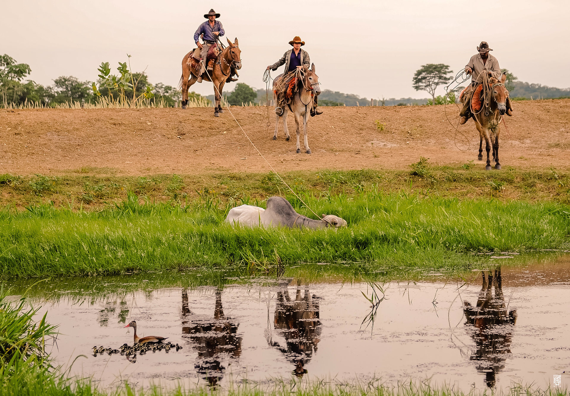 Peão boiadeiro tangendo gado nelore em fazenda - Pantanal Sul, Pulsar  Imagens