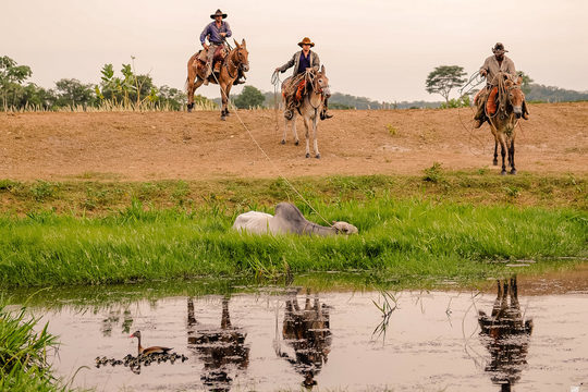 A lida do Peão de Boiadeiro no Pantanal  Fotógrafo de eventos corporativo  no pantanal, miranda, ms, luciano justiniano